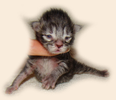      Catsvill County